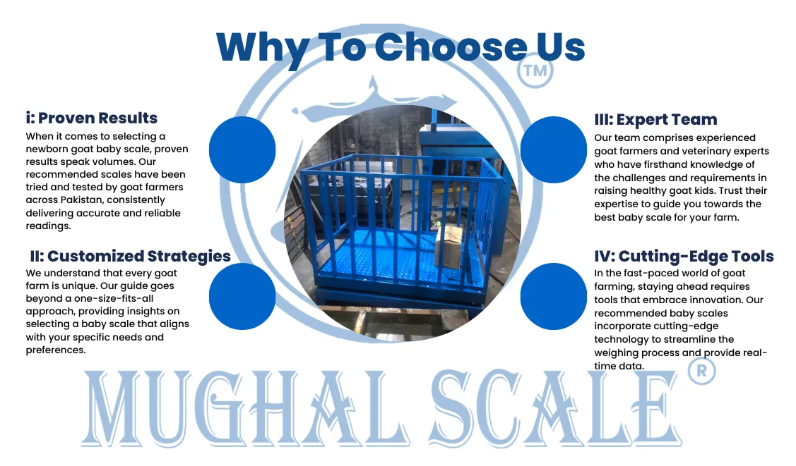 Newborn Goat Baby Scale in Pakistan