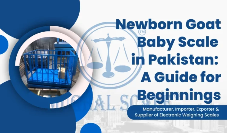 Newborn Goat Baby Scale in Pakistan