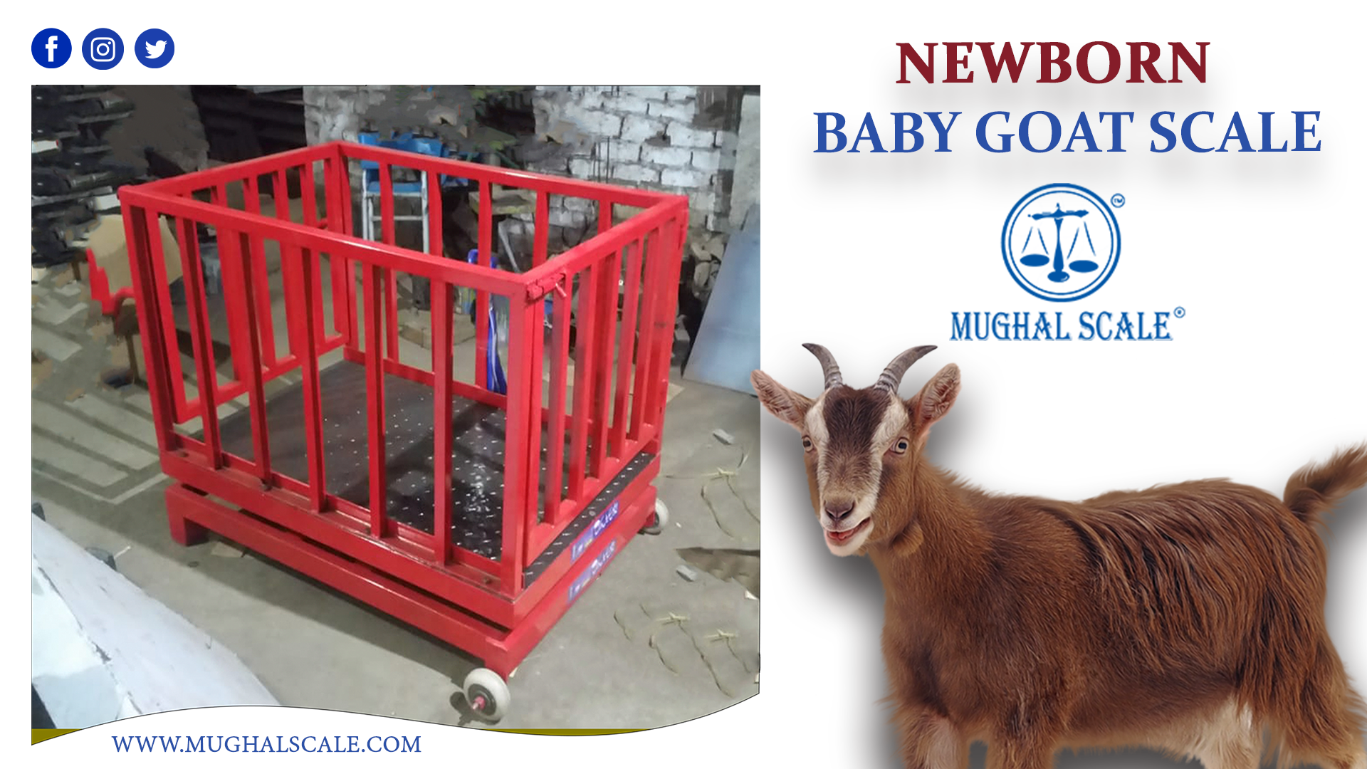 goat scale